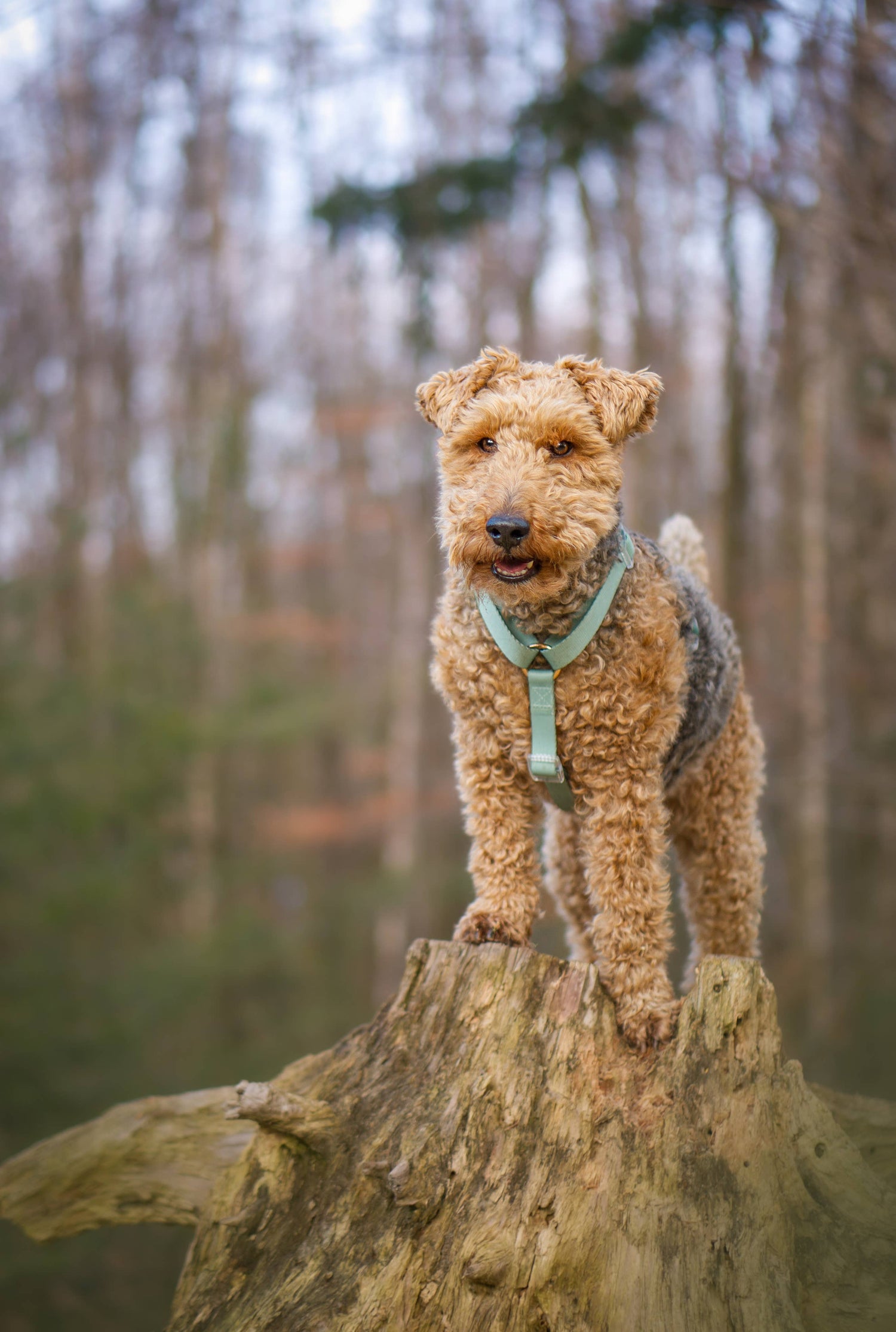 Harness Duo Color - Sage Green