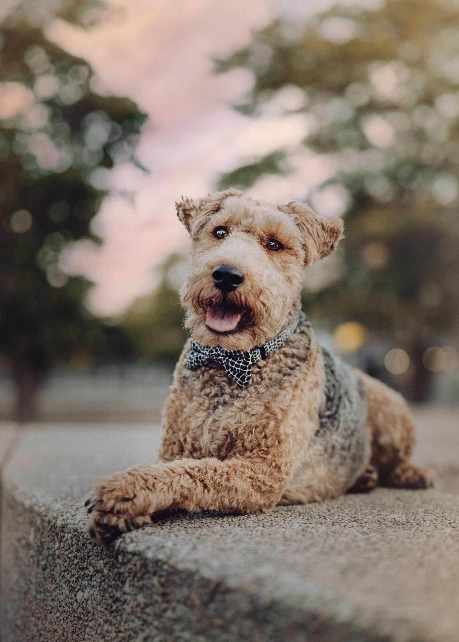 Collar - Snake Collection