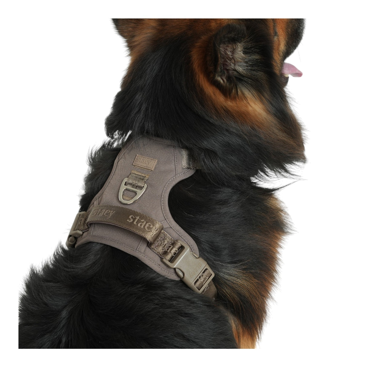 Staey Elma Active Dog Harness Sand