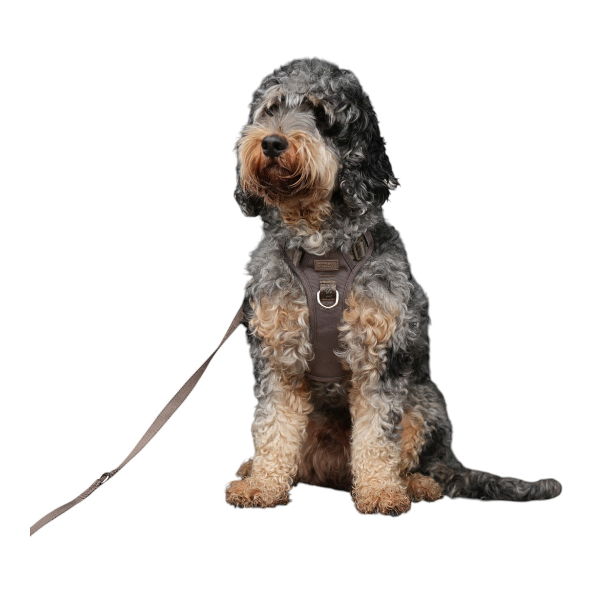 Staey Elma Active Dog Harness Sand