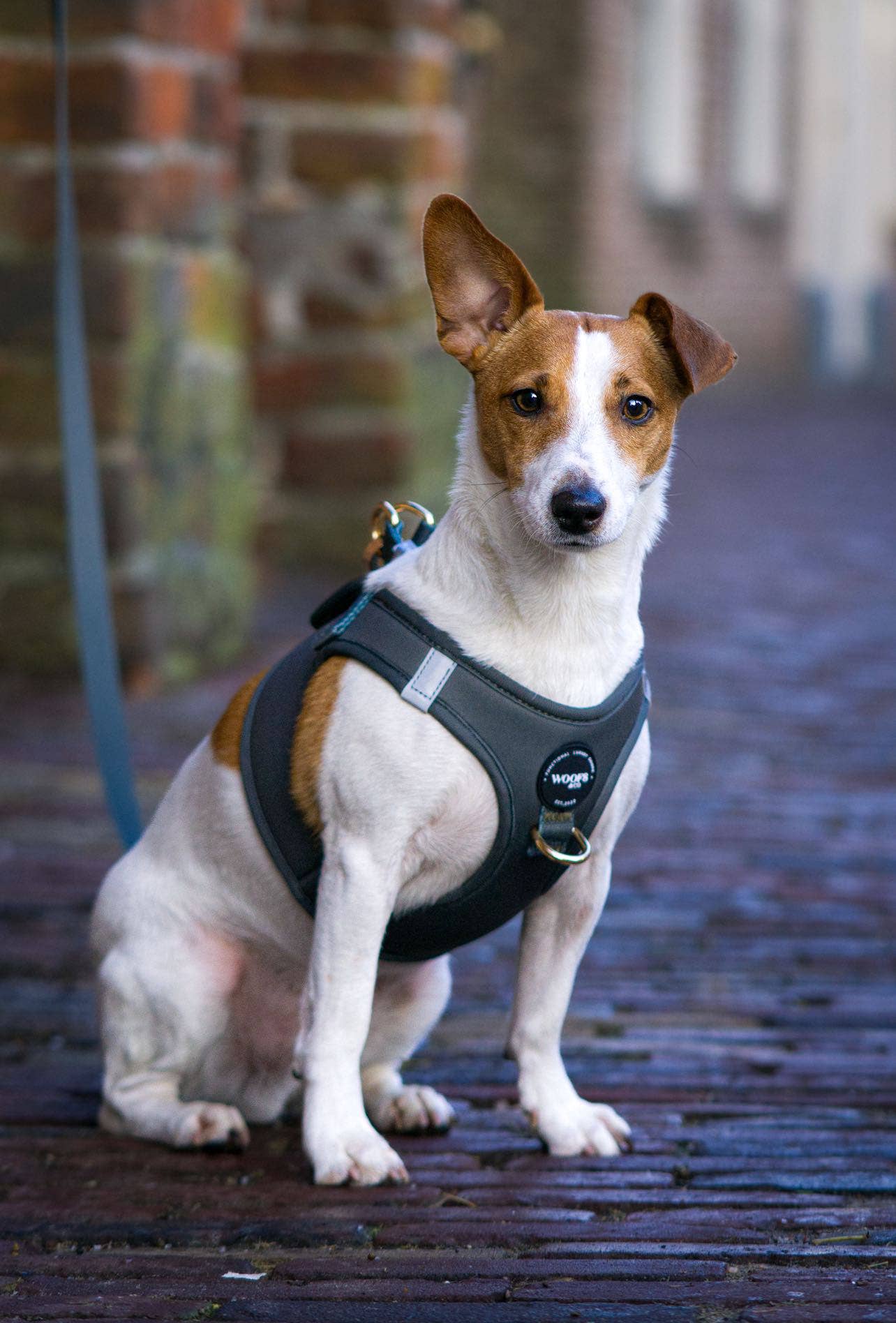 Step-In Harness - Khaki