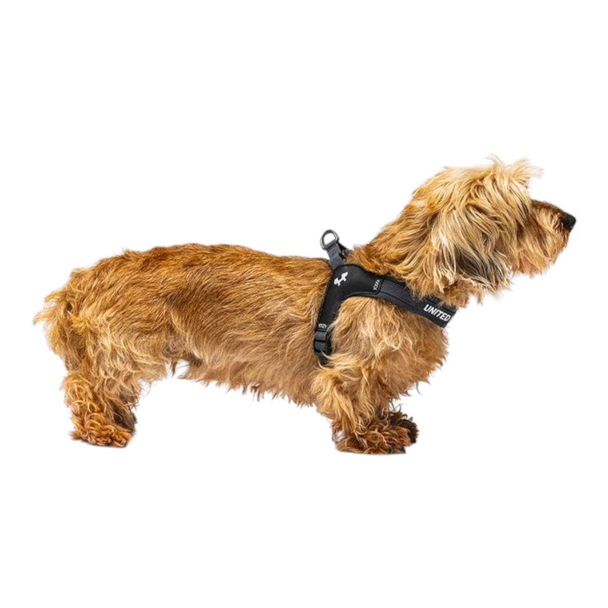 United Pets Fast Fit Harness