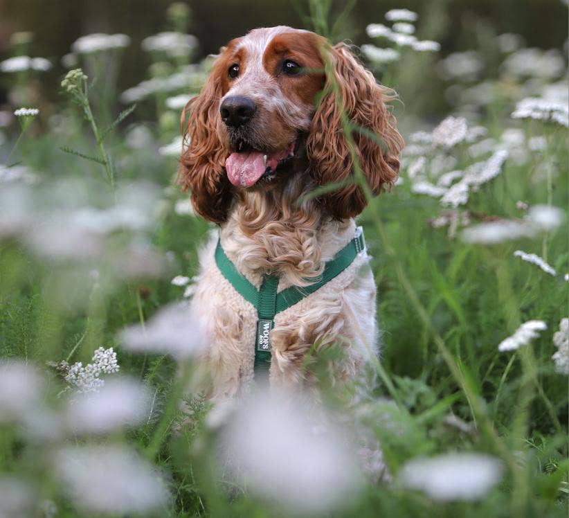 Harness Teddy Collection- Sage Green