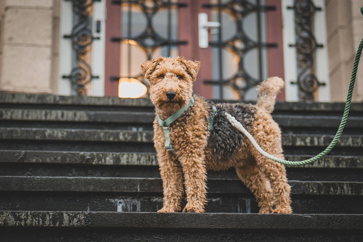 Harness Duo Color - Sage Green