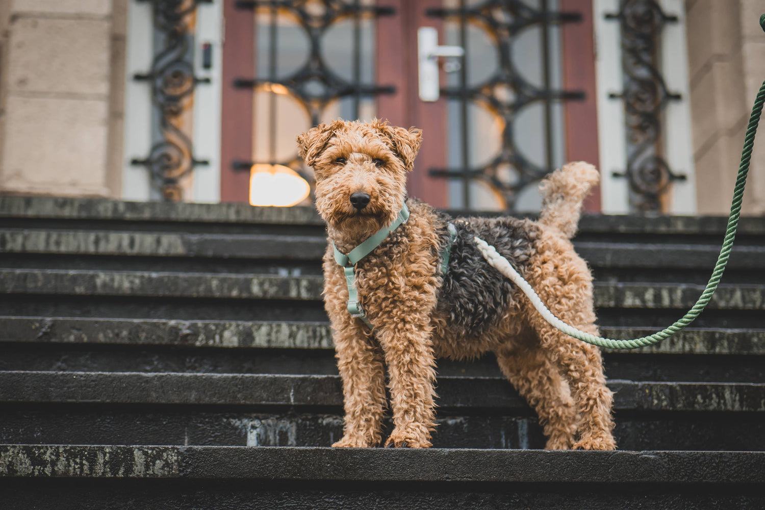 Harness Duo Color - Sage Green