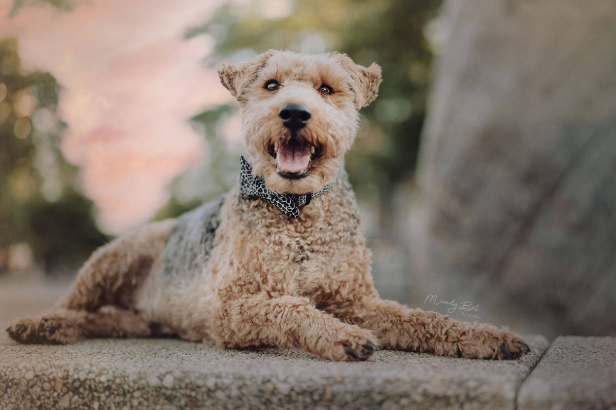 Collar - Snake Collection