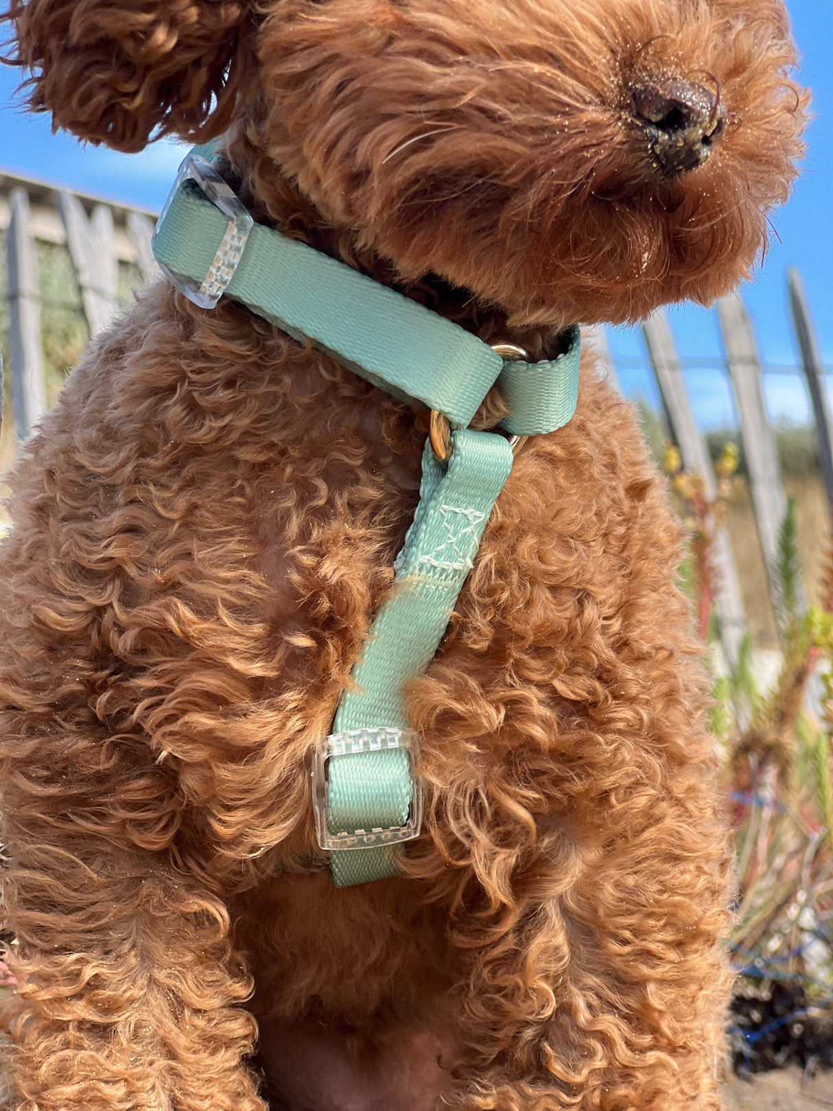 Harness Duo Color - Sage Green