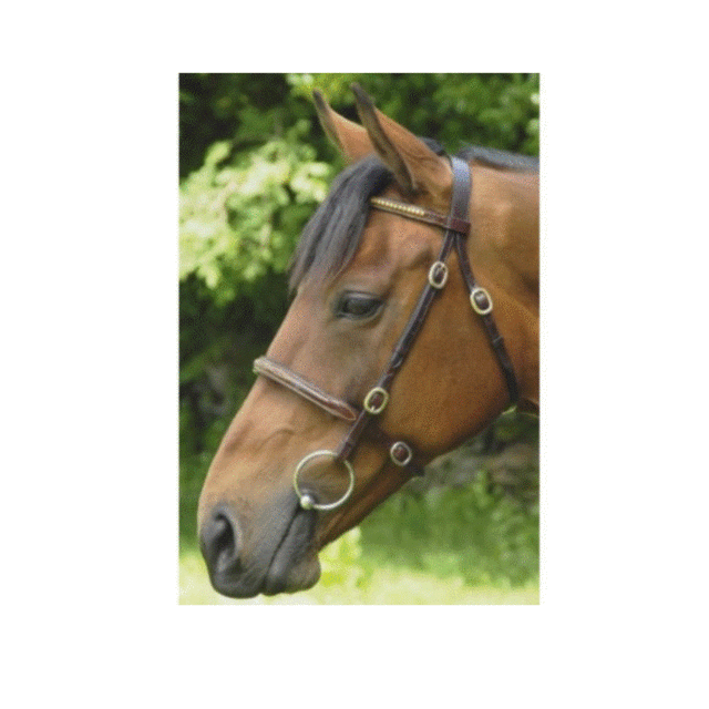 Celtic In Hand Bridle -Brass - Connemara Horse & Country