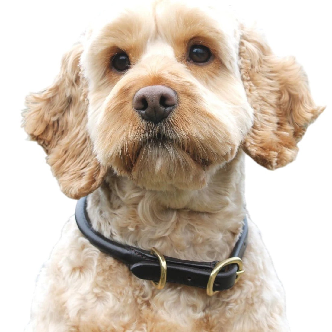 Mackey Rolled Dog Collar & Lead