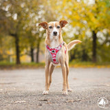 Croci Dog Harness - Hiking Reflective Army Pink