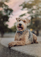 Collar - Snake Collection