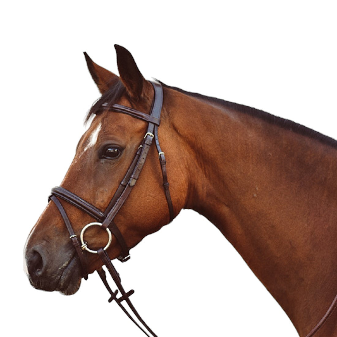 Mackey Legends Flash Bridle