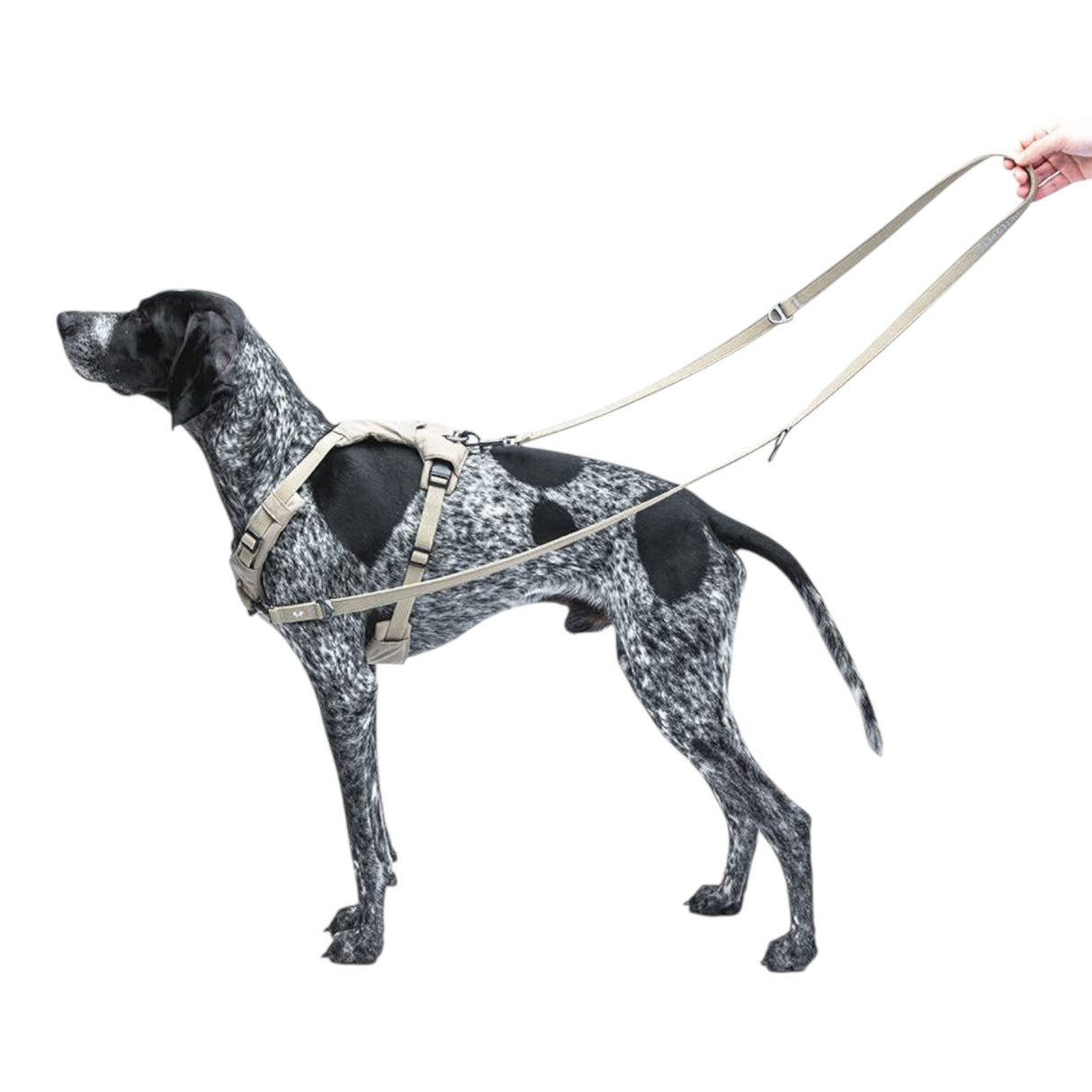 United Pets Durable Nylon Training Leash