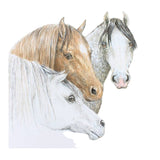 Grays 1922 Horse Head Blank Equestrian Horse Themed Card