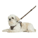 Staey Elma Active Dog Harness Sand