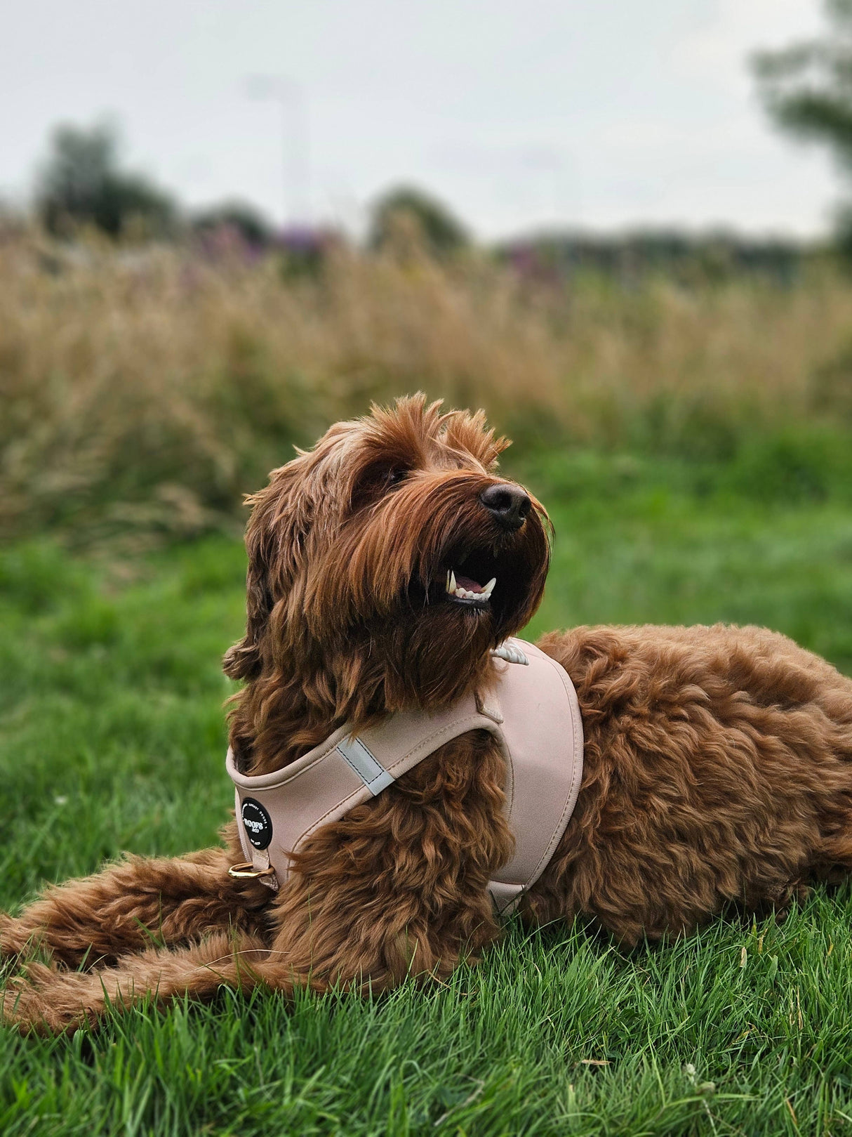 Step-In Harness - Dune - Step-In Hondentuigje - Beige