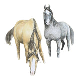 Grays 1922 Horses In Water Blank Equestrian Horse Themed Card