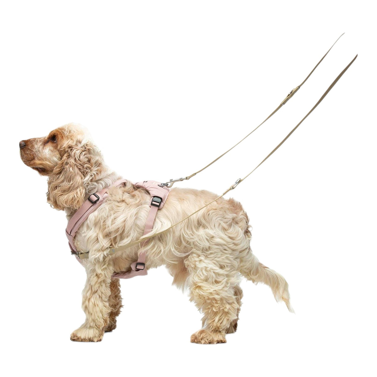 United Pets Gumi Multifunctional Training Leash