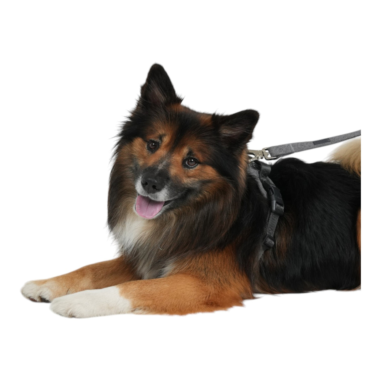 Staey Dog Leash Elma Dusty Blue