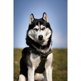 Dog harness - Rando Walk Military - Bobby