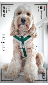 Harness Teddy Collection- Sage Green