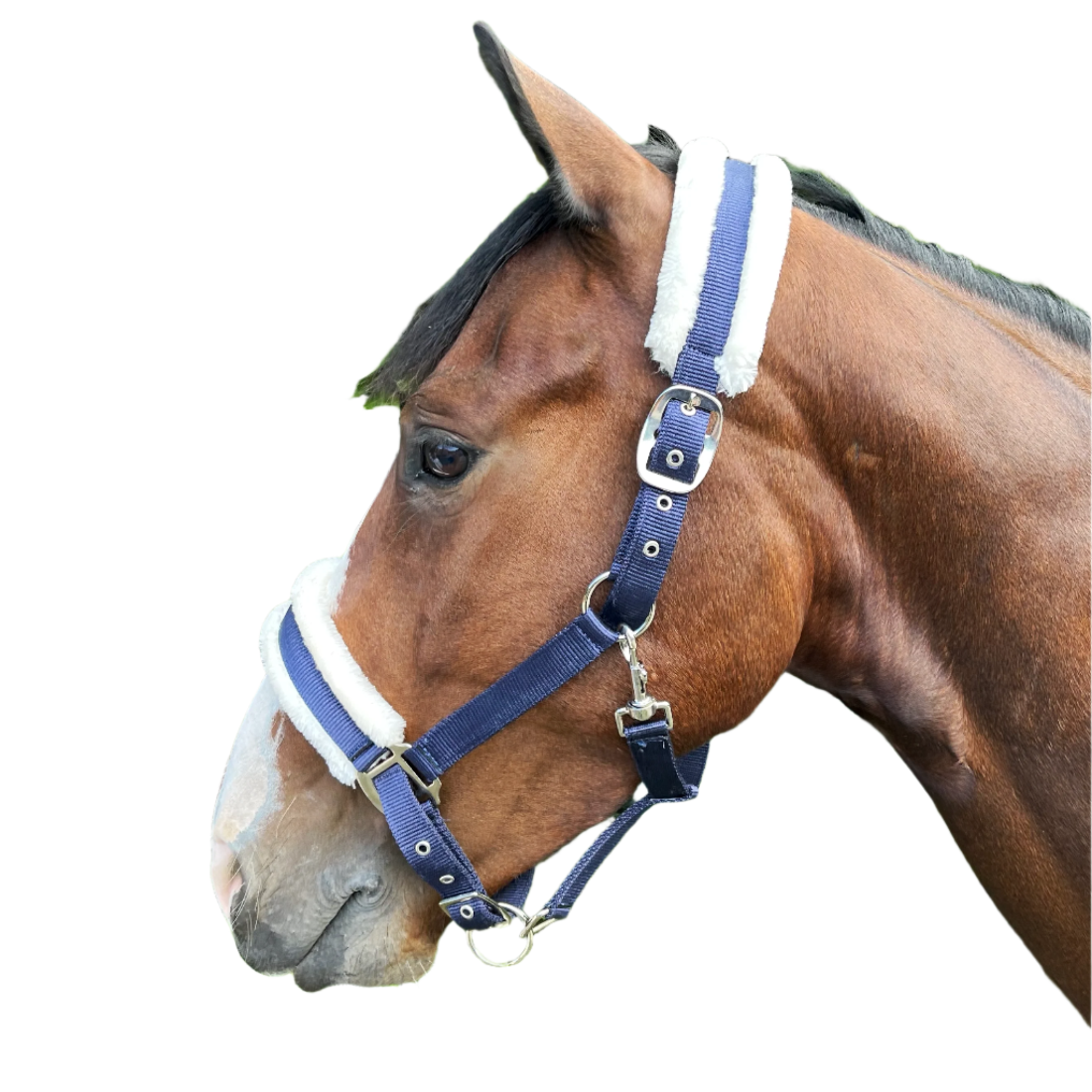 Celtic Puissance Headcollar