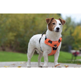 Dog Harness - Rando Walk Color - Bobby