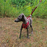 Croci Dog Leash and Harness - Hiking