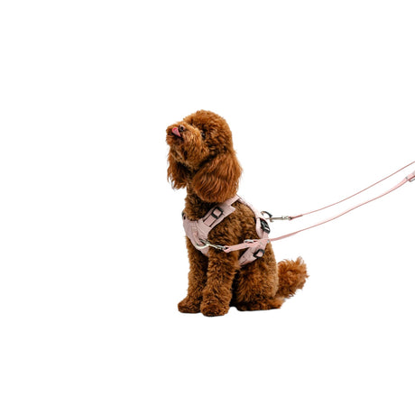 United Pets Gumi Multifunctional Training Leash