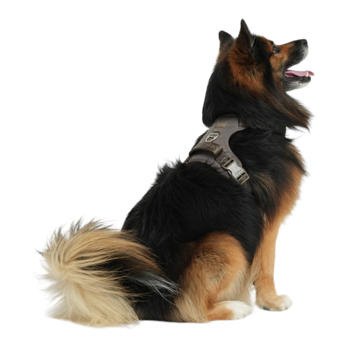 Staey Elma Active Dog Harness Sand