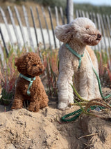 Harness Duo Color - Sage Green