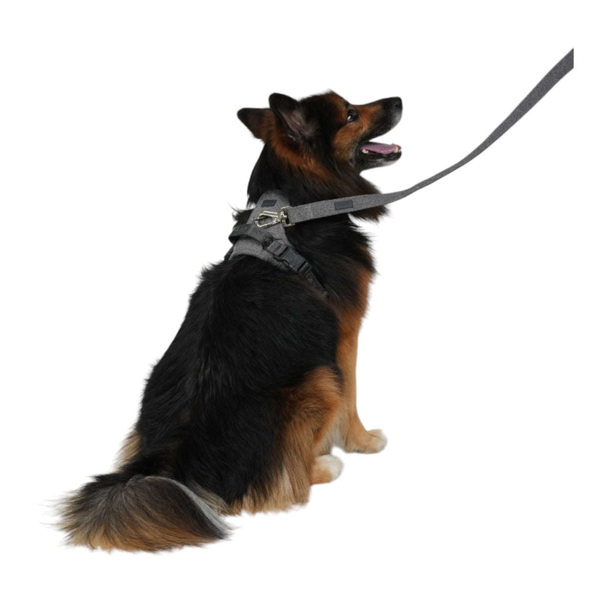 Staey Dog Leash Elma Dusty Blue