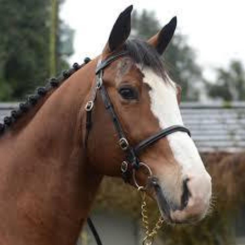 Mackey In Hand Bridle - Plain